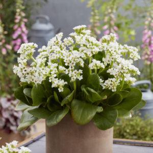 Bergenia Diamond Drops