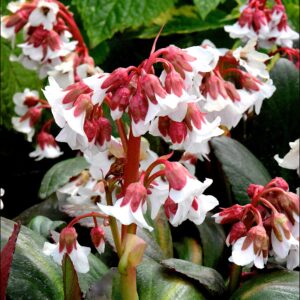 Bergenia Fire & Ice