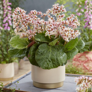 Bergenia ciliata Dumbo