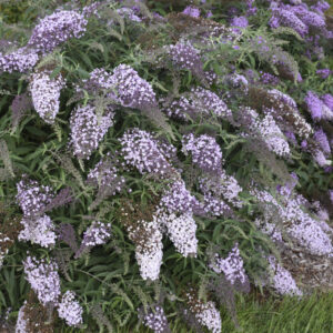 Buddleja Lilac Cascade®