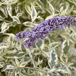 Buddleja Butterfly Gold®
