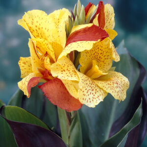 Canna Cleopatra