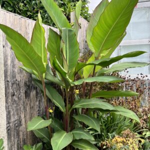 Canna Musifolia Grande