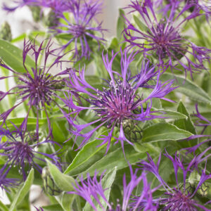 Centaurea montana Amethyst Dream