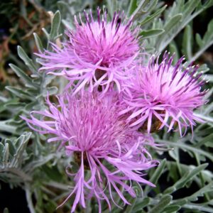 Centaurea Gymnocarpum Silver Feather