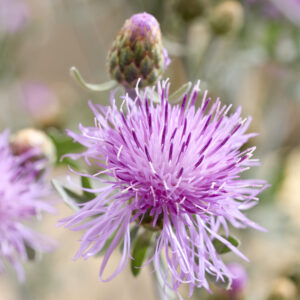 Centaurea Gymnocarpum Silver Feather