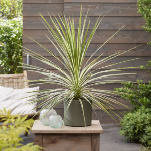 Cordyline Lime Passion®