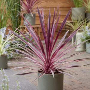 Cordyline Pink Passion