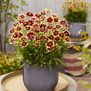 Coreopsis Solar Fancy