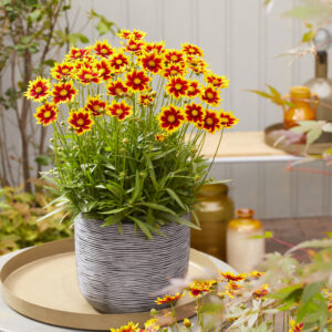 Coreopsis Solar Jewel