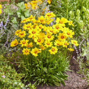 Coreopsis Solar Mellow