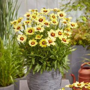 Coreopsis Solar Moon