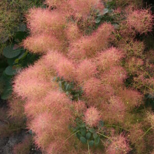 Cotinus coggyria Magical® Green Fountain