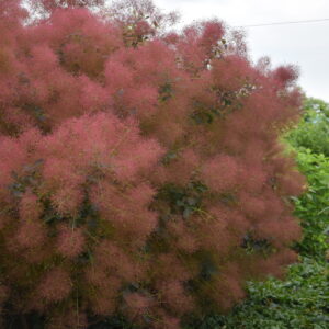 Cotinus coggyria Magical®Red Fountain