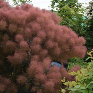 Cotinus coggyria Magical® Torch