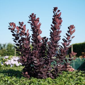 Cotinus coggyria Magical® Purple