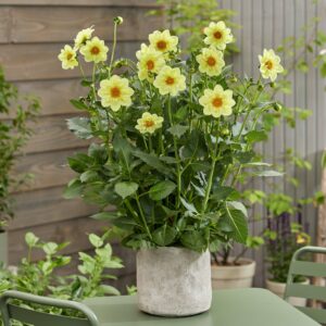 Dahlia Lemon Sherbert