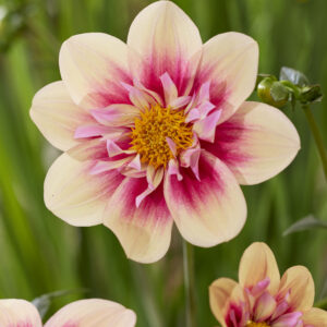 Dahlia Rhubarb and Custard