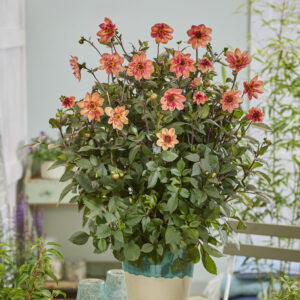 Dahlia Tiger Eye