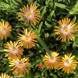Delosperma Orange Crush