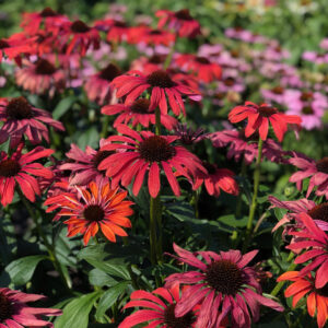 Echinacea compact Single Peacock