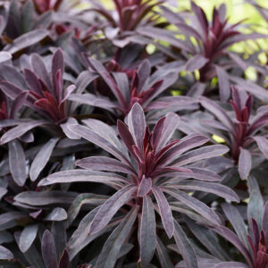 Euphorbia Miners Merlot