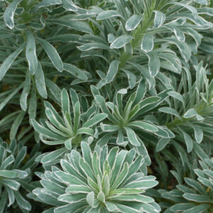Euphorbia characias Glacier Blue