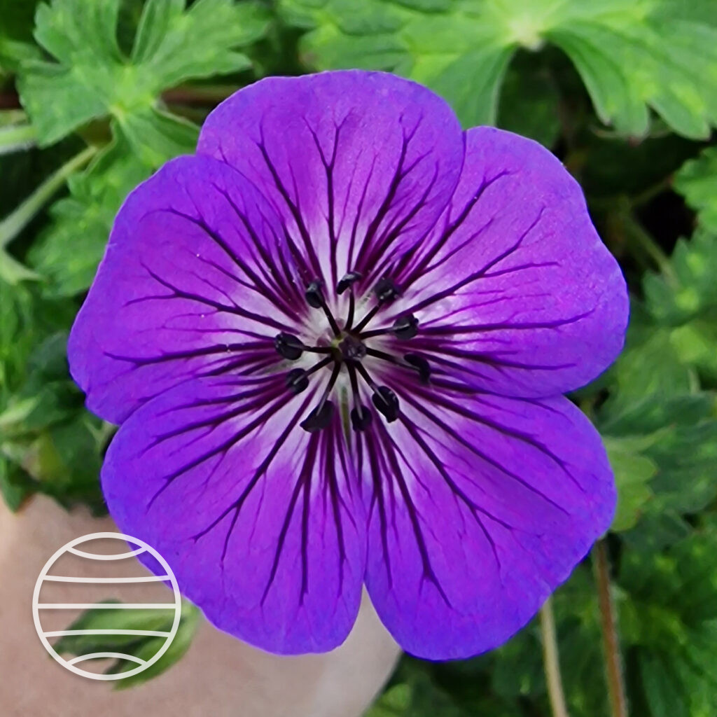 Geranium Wallichianum Mary Anne Walter Blom Plants B V 