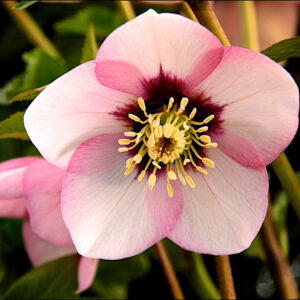 Helleborus orientalis Sugar Plum
