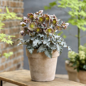 Helleborus Grand Teton the Rockies