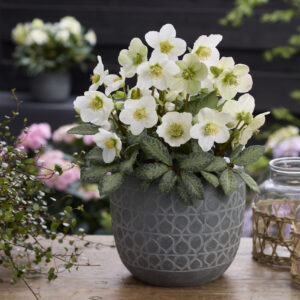 Helleborus Hollowtop Mountain The Rockies®