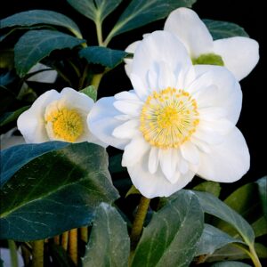 Helleborus niger Christmas Roses™ Snowdrift