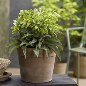 Helleborus Pike's Peak The Rockies®