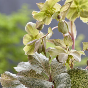 Helleborus Snowshoe Mountain The Rockies®