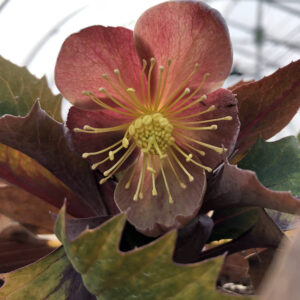 Helleborus Table Mountain The Rockies®