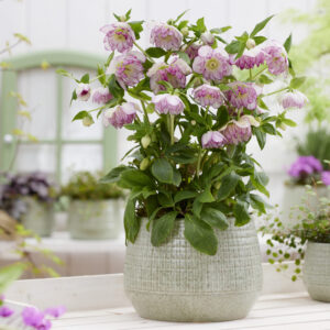 Helleborus orientalis Solar™ Bride