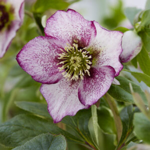 Helleborus orientalis Solar™ Delight