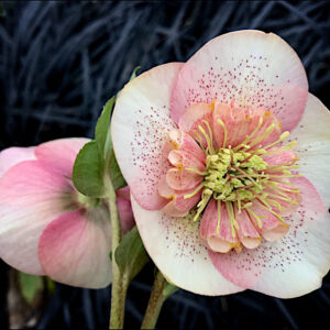 Helleborus orientalis Pink Galaxy (Solar Kiss)