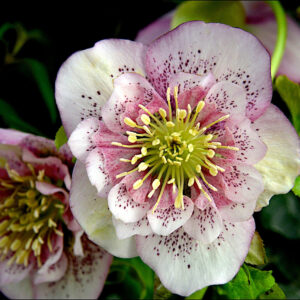 Helleborus orientalis Pink Lace (fmr. Solar Morning)
