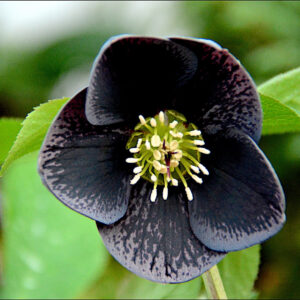 Helleborus orientalis Black Coral