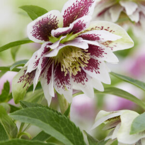 Helleborus orientalis Solar™ Sashay