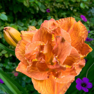 Hemerocallis Double Doublelicious