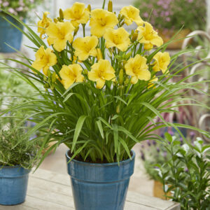Hemerocallis EveryDaylily™ Gold