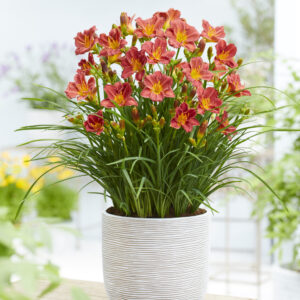 Hemerocallis EveryDaylily™ Red