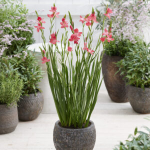 Hesperantha coccinea Oregon Sunset