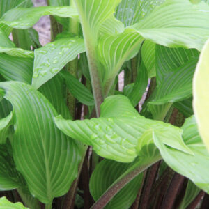 Hosta Gooseberry Sundae