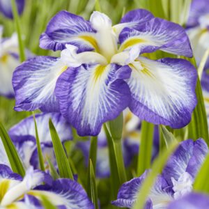 Iris ensata Dinner Plate™ Carrot Cake
