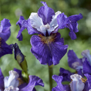 Iris sibirica Peacock Butterfly It's Electric®