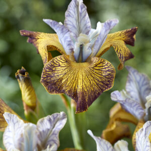 Iris sibirica Peacock Butterfly Night Crawlers®