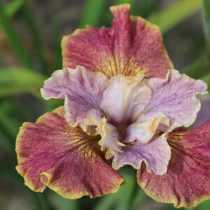 Iris sibirica Peacock Butterfly Festive Coquette®
